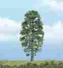 Tr1618 Woodland Scenics Premium Basswood 4 1 Pkg Ready Made Tree 724771016182