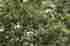 Woof1133 F1133 Woodland Scenics Fine Leaf Foliage Olive Green 724771011330