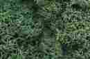 Wool162 L162 Woodland Scenics Lichen Light Green 724771001621