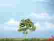 Wootr1601 Tr1601 Woodland Scenics Premium Birch Tree 4 724771016014