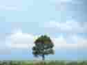 Wootr1606 Tr1606 Woodland Scenics Premium Oak Tree 3.25 724771016069