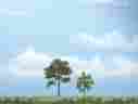 Wootr1607 Tr1607 Woodland Scenics Premium Locust Tree 3 2 724771016076