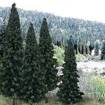 Woodland Ready Made Trees Value Pack - Evergreen 4'' 6'' (13) Model. Fixed Price $34.76.