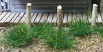 Bachmann 6MM Tufts Dark Green (100) - Model Railroad Scenery Grass #31032. Fixed Price $14.04.