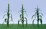 Jtt Corn Stalks - Ho Scale Model Railroad Farm Scenery #95552. Fixed Price $9.90.