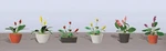 Jtt Ho Assorted Potted Flower Plants Set #3 PKG(6) 95569. Fixed Price $14.98.