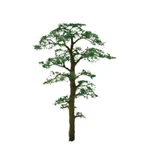 Jtt - 1.5" Scots Pine (6). Fixed Price $18.99.