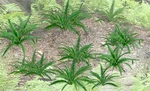 Jtt Scenery Products 95533 Ho 5/8'' Ferns (pack Of 12). Fixed Price $12.46.