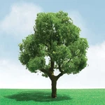 JTT92301 Pro-elite Tree, Deciduous 3-3.5" (2). Fixed Price $30.27.