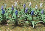 Jtt Ho Grape Hyacinth (muscari) PKG(32) 05 95598. Fixed Price $14.98.
