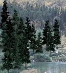 Woodland Scenics Coniferous Tree Figures 4-6" TR1581. Fixed Price $35.99.