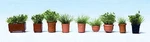 Walthers 949-1083 Ho Potted Foliage Plants Botanicals PKG(9). Fixed Price $12.32.