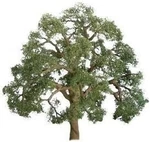 Jtt Live Oak - N Scale Model Railroad Tree #94348. Fixed Price $16.66.