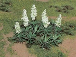 Jtt Ho Yucca PKG(20) 05 95611. Fixed Price $14.98.