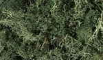 Woodland Scenics L164 Lichen Dark Green. Fixed Price $16.69.
