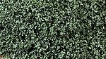 Scenic Express EX806B Coarse Green Grass Flock & Turf 32 Oz. Shaker. Fixed Price $12.99.