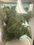Heki 306 Mini-forest Small Pine Trees 2"-3.5" (set Of 30). Fixed Price $30.00.