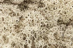 Woodland Scenics L166 Lichen Bag, Natural (82 Cu. In.). Fixed Price $13.99.
