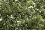 Woodland Scenics New 2025 Fine-leaf Foliage Olive Green F1133. Fixed Price $19.47.