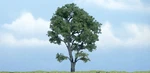 Woodland Scenics Premium Maple Tree Figure TR1610. Fixed Price $15.99.