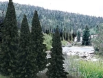 Woodland Scenics TR1586 Evergreen 4-6 (13). Fixed Price $45.62.