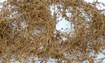 Jtt Ho Dry Vines (dead Foliage) .35OZ 10G 05-95063. Fixed Price $8.98.