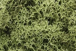Woodland Scenics L161 Lichen Bag, Spring Green (82 Cu. In.). Fixed Price $13.99.