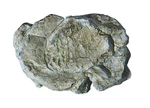 Woodland Scenics C1237 Rock Mold - Wind. Fixed Price $8.99.