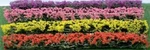 Jtt Scenery Products 95509 - Ho Scale Blossom Hedges 5"(L) 8/PK. Fixed Price $9.95.