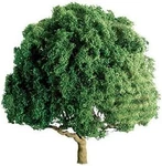 Jtt Live Oak Trees - Ho Scale Model Railroad #94350. Fixed Price $20.58.