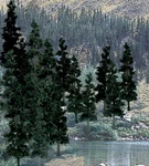 Woodland Scenics TR1581 4" - 6" Conifer Colors (24). Fixed Price $31.69.