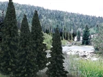 Woodland Scenics TR1586 4" - 6" Evergreen Blend Trees (13). Fixed Price $31.69.