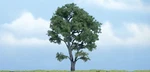 Woodland Scenics TR1610 4 1/2" Maple. Fixed Price $17.69.