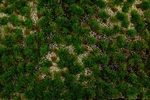 Bachmann Western Range Tufted Grass Mat One 11.75" X 7.5" Sheet 32924. Fixed Price $29.42.