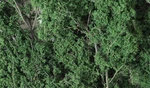 Woodland 1130 Fine-leaf Foliage Dark Green. Fixed Price $20.69.