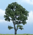 Woodland Scenics TR1610 Premium Maple Tree, 4.5". Fixed Price $15.99.