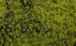 Bachmann 32921 Light Green Grass Matte. Fixed Price $28.99.