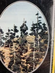 Woodland Scenics TK27 Pine Forest Kit 24 Trees 2-4 Nos HO3447. Fixed Price $16.38.