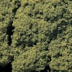 Woodland Scenics FC57 Light Green Foliage Clusters. Fixed Price $9.99.