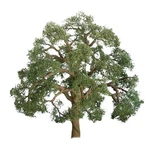 Jtt Scenery Products 94348 1.5" Professional Series Live Oak Tree (pack 4). Fixed Price $18.79.