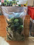 Busch Ho. Ref 6487. Accessories 25 Leaf Trees. New Bag. Diorama Decor. Fixed Price $76.73.