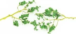 Bachmann Wire Foliage Branches Dark Green (60) - Model Railroad Scenery #32646. Fixed Price $10.45.
