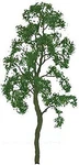 Jtt Birch Tree 1'' Pro - Z Scale Model Railroad #94414. Fixed Price $13.60.