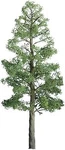 Jtt Pine Trees - Ho Scale Model Railroad #94293. Fixed Price $20.58.