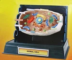 Woodland Scenics 4283 All Scale Project Pack Cell Structure. Fixed Price $31.99.