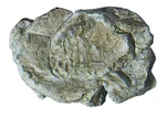All Scales Rock Mold Wind Woodland Scenics WOO-C1237. Fixed Price $10.99.