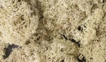 Woodland Scenics Natural Color Lichen 1.5QTS L166. Fixed Price $16.98.